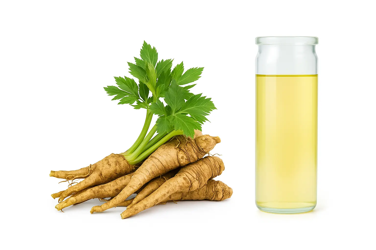 Angelica Root Oil